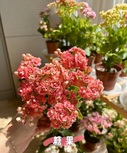 家庭养花用生根粉