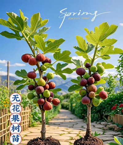 养花种果树推荐