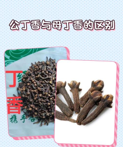 如何区别真假紫丁香树