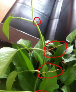 家养花卉杀虫生根