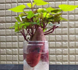 家庭养花用生根粉