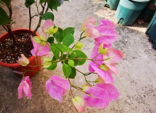 家庭养花用生根粉