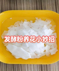 家庭养花用生根粉