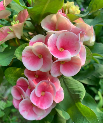 虎刺梅花落什么颜色