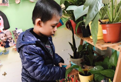 家庭养花用生根粉