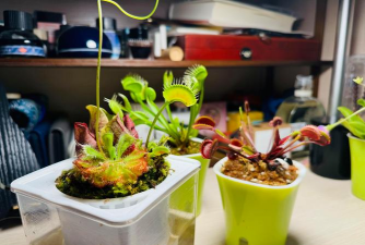 家庭养花用生根粉