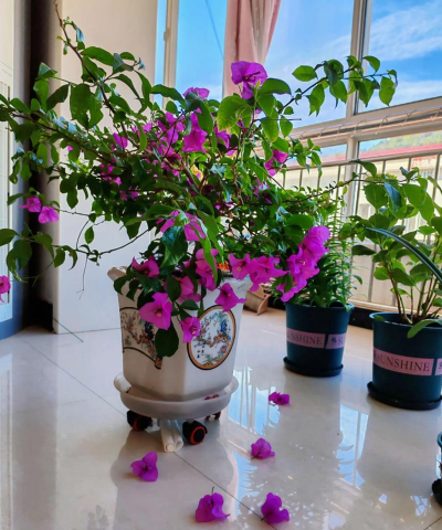 家庭养花用生根粉