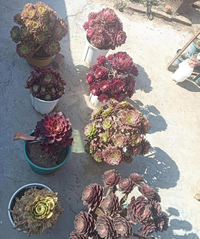 家庭养花用生根粉