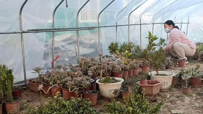 家庭养花用生根粉