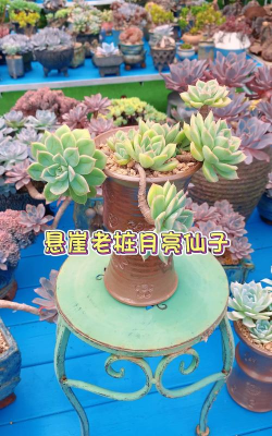 月亮仙子怎么养花瓶