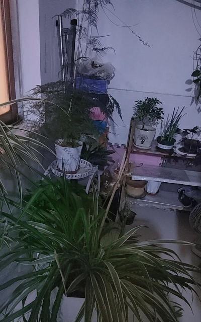 家庭养花用生根粉