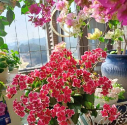 家庭养花用生根粉