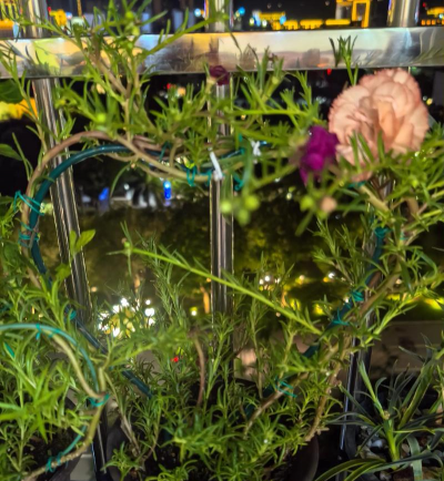 家庭养花用生根粉