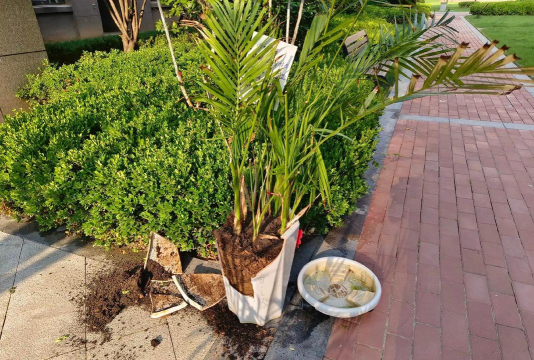 家庭养花用生根粉