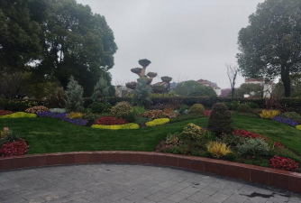 广场适合种植什么植物