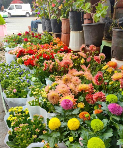 家庭养花用生根粉