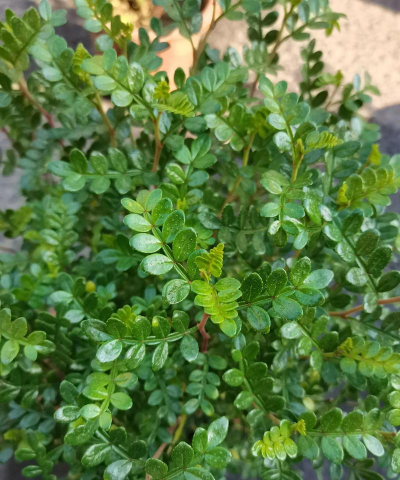 清香木是什么花