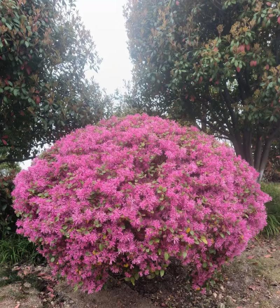 什么是红花继木