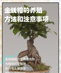 金钱榕怎么换土