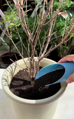 家庭养花用生根粉