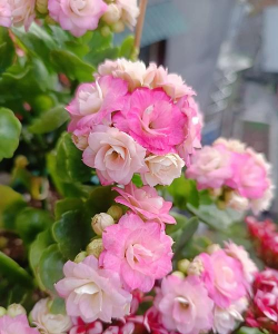 过期奶油可以养花吗