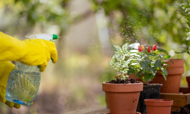 家庭养花用生根粉