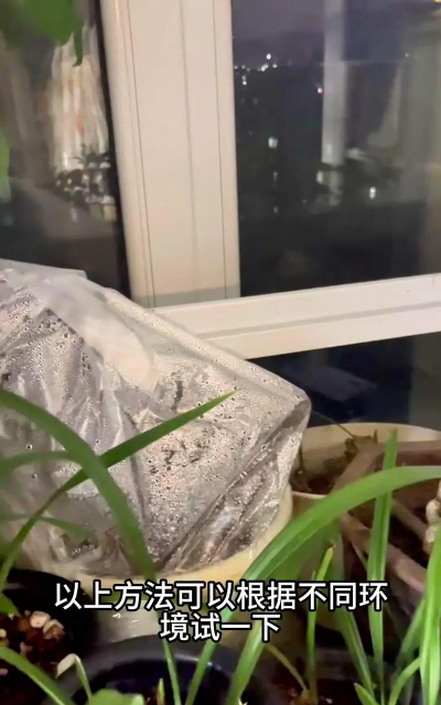 家庭养花用生根粉