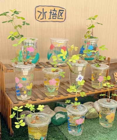 教室植物角养花水培