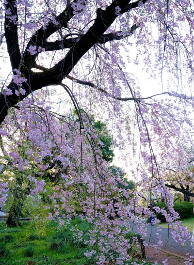 未来垂枝樱花前景如何