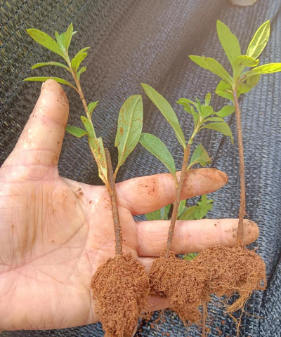 杜鹃花树桩如何发芽