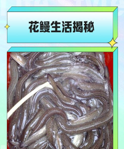 死黄鳝可以养花吗