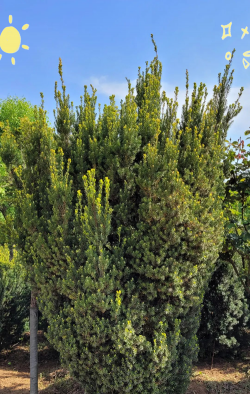 紫杉醇养花好吗