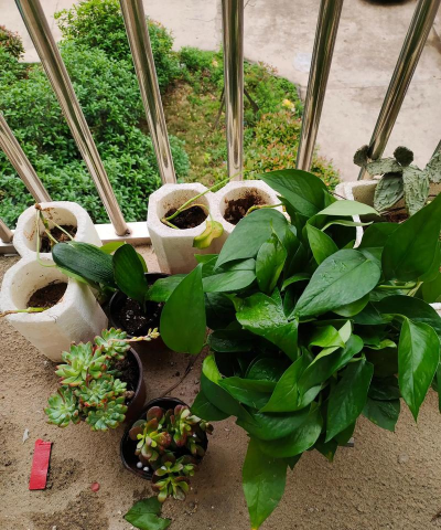 芍药花怎么养，掌握关键要点，花开更鲜艳