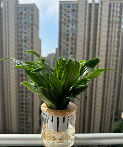 芍药花怎么养，掌握关键要点，花开更鲜艳