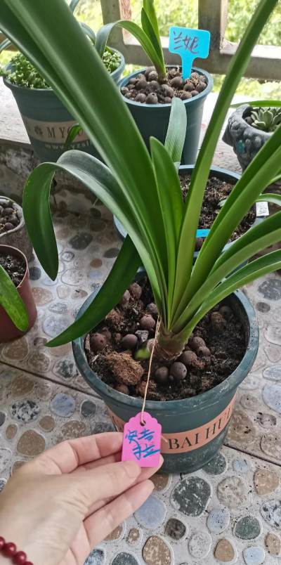 芍药花怎么养，掌握关键要点，花开更鲜艳