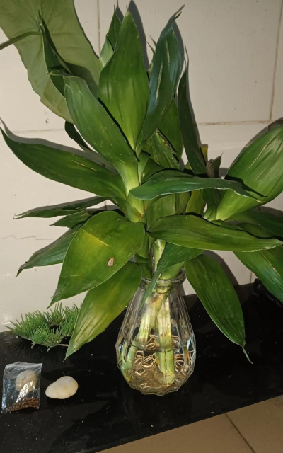 芍药花怎么养，掌握关键要点，花开更鲜艳