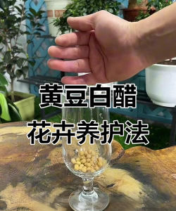 芍药花怎么养，掌握关键要点，花开更鲜艳