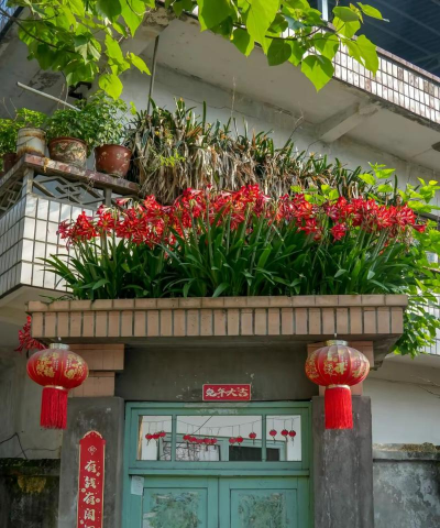 芍药花怎么养，掌握关键要点，花开更鲜艳