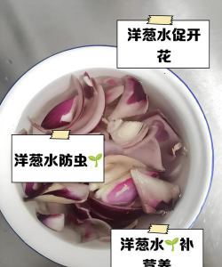 芍药花怎么养，掌握关键要点，花开更鲜艳