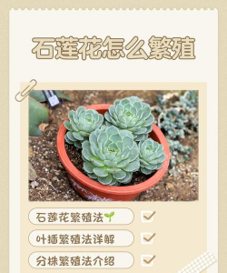 芍药花怎么养，掌握关键要点，花开更鲜艳