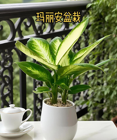 芍药花怎么养，掌握关键要点，花开更鲜艳