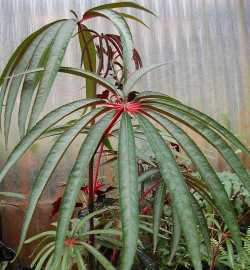 葡萄栽培，掌握关键技术，实现优质丰产