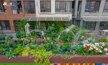 葡萄栽培，掌握关键技术，实现优质丰产