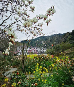 葡萄栽培，掌握关键技术，实现优质丰产