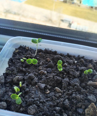 葡萄栽培，掌握关键技术，实现优质丰产