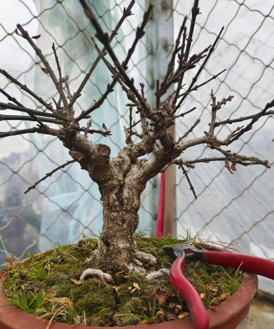 葡萄栽培，掌握关键技术，实现优质丰产