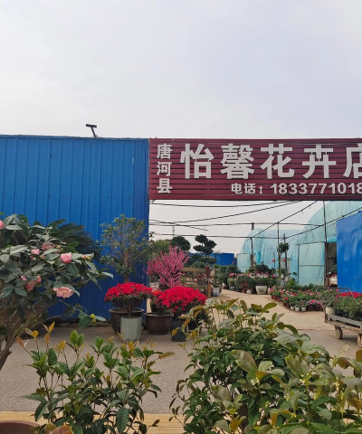 玫瑰花怎么养才不会枯萎，掌握浇水施肥技巧，轻松延长花期