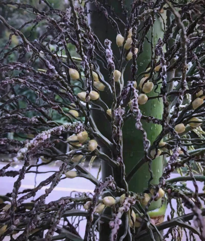 槟榔残渣养花的危害