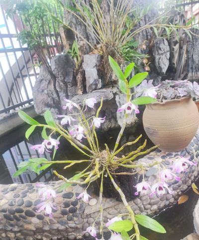 家庭养花用生根粉