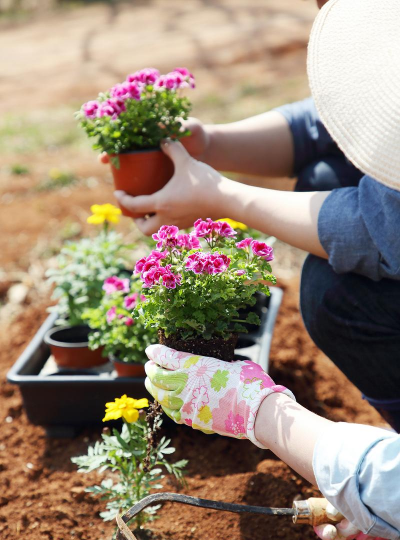 家庭养花用生根粉